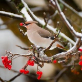 Jeris week 45 12-4110